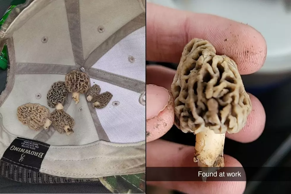 Michigan Morel Mushroom Hunting to Commence Saturday April 23, 2022