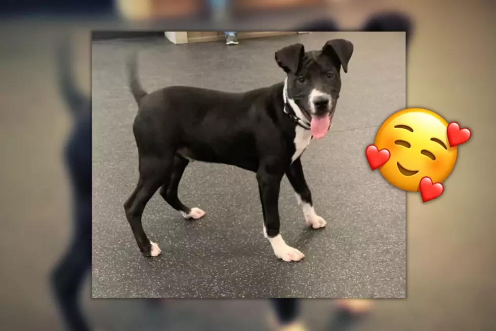 Flapjack of Battle Creek is a Delicious Puppy Full of Kisses