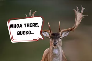 Can Michiganders Hunt Deer Out of Season On Their Own Land?