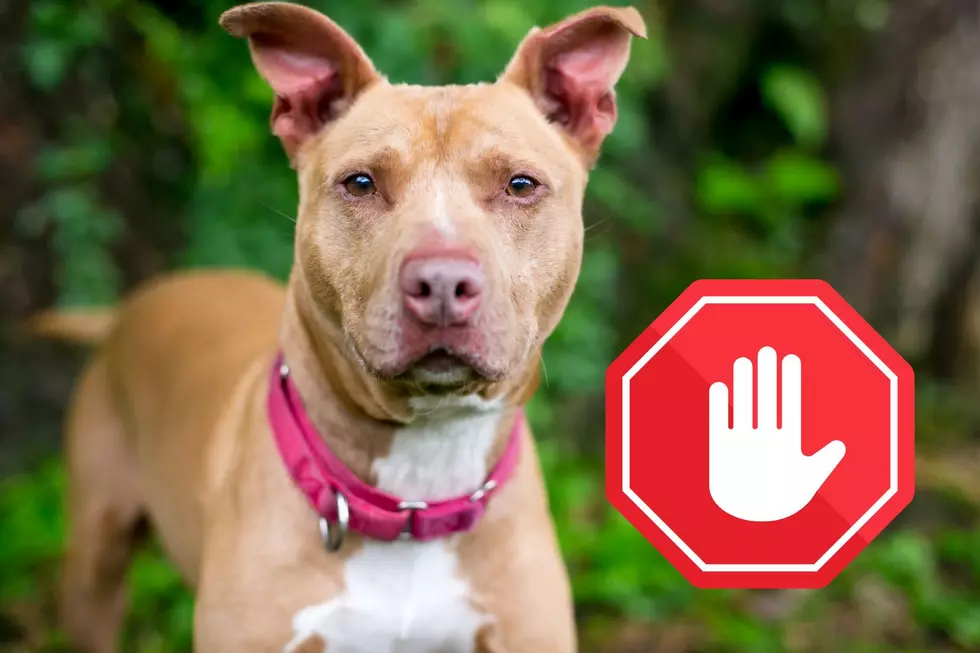 If You See a Dog with a Red Collar in Michigan, Tread Lightly