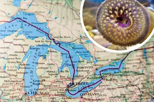 READ MORE: Invasive Fish-Killer Population Grew in Great Lakes During COVID