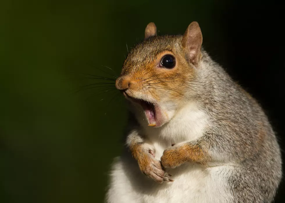A Squirrel Took Out More Than 100 Traffic Lights in Downtown Grand Rapids