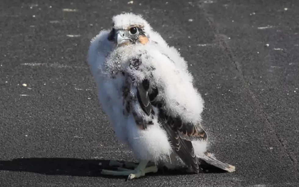 Jackson’s Peregrine Falcon Nest Only Has One Remaining Chick